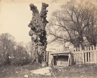 Alter Baum in der Nähe von Chatham