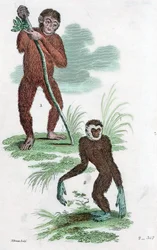 Orang-Utan und Gibbon, 1822