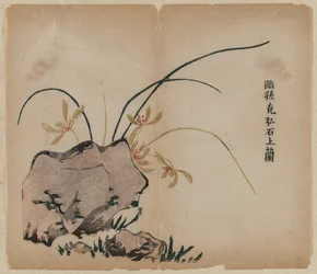 Orchidee auf Felsen, 18. Jahrhundert