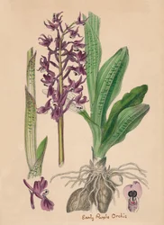 Orchis mascula. Frühe Purpur-Orchis, 19. Jahrhundert