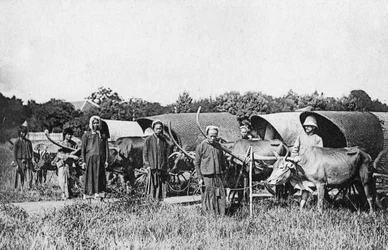 Ochsenkarren, Cochin China, Vietnam