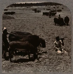 Ochsen, die Korn treten, um 1900