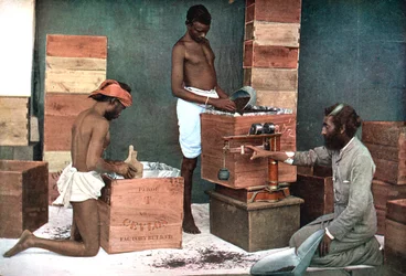 Verpacken und Wiegen von Tee für den Export auf einer Plantage in Ceylon (Sri Lanka), 1905