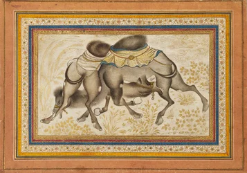 Seite aus einem verstreuten Muraqqa‘ oder Album, das zwei kämpfende Kamele darstellt