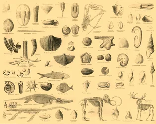Paläontologie