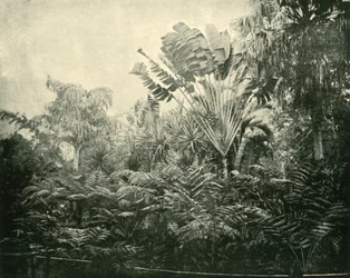 Palm- und Farninsel, Botanischer Garten, Brisbane, 1901