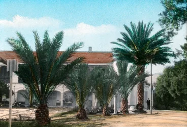 Palmen, Hammam Meskoutine, Algerien