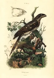 Papua-Froschmaul