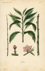 Pfirsichbaum