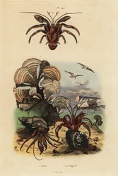 Pfauenalge, Padina pavonica, Gemeiner Einsiedlerkrebs, Pagurus bernhardus, Blauäugiger Einsiedlerkrebs, Paragiopagurus diogenes, und Pagurus alatus