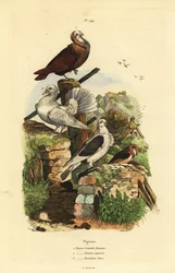 Taubenrassen: Cravatte Francais, Nonain Capucin, Trembleur Paon