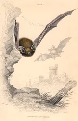 Zwergfledermaus Pipistrellus pipistrellus, 1828