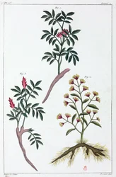 Medizinische Pflanzen, China