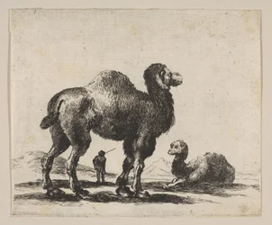 Platte 17: Kamele, aus Verschiedene Tiere Diversi animali, nach 1641