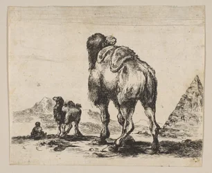 Tafel 18: Kamel von hinten gesehen mit Pyramide rechts, aus Verschiedene Tiere, nach 1641