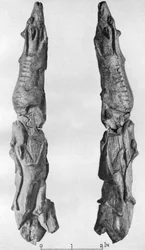 Spitze eines Mammutstoßzahns mit Rentiergravur, aus Montastruc, Bruniquel, Frankreich, 1926