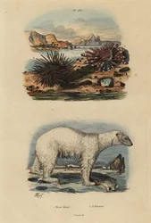 Eisbär, Ursus maritimus, gefährdet, Essbarer Seeigel, Echinus esculentus und Roter Bleistiftseeigel, Heterocentrotus mammillatus
