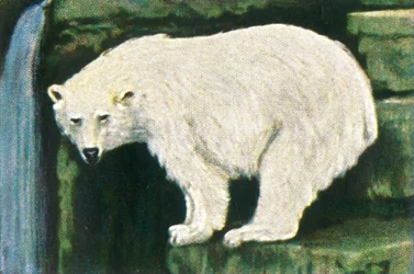 Eisbär von Spitzbergen, um 1928