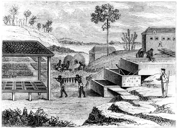 Indigo-Vorbereitung, Santo Domingo, 1873