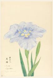 Druck, Tanz des Tigers (Tora-Odori), Nr. 48