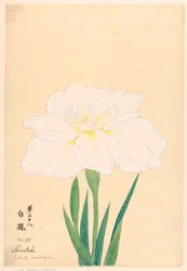 Druck, Weißer Wasserfall (Shirataki), Nr. 28