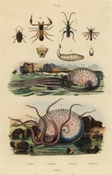 Pseudoskorpion, Chthonius orthodactylus, Octyptera bicolor, Tuberkulöser pelagischer Oktopus, Ocythoe tuberculata, und Falscher Ölkäfer, Oedemera nobilis