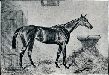 Königin Bertha, 19. Jahrhundert, 1911