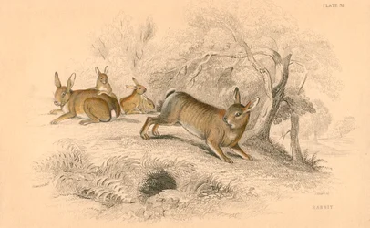 Kaninchen Oryctolagus cuniculus, 1828