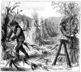 Ernten und Korn zum Trocknen aufschichten, Lake Drie, Kanada, 1880