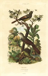 Rotschnabel-Sichelschnabel, Campylorhamphus trochilirostris und Olivbrauner Baumläufer, Sittasomus griseicapillus