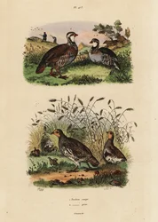 Rothuhn, Lectures rufa, und Rebhuhn, Perdix perdix