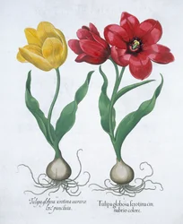 Rote und gelbe Tulpe, 1613
