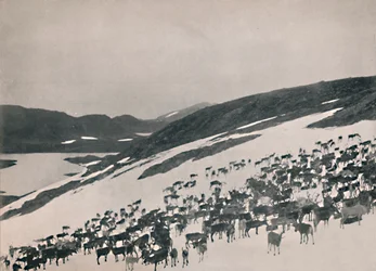 Rentiere in den Bergen, 1914