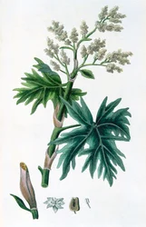 Rhabarber, 1823