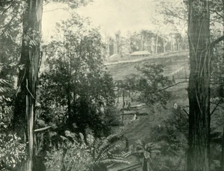 Szene in Upper Gembrook, Victoria, 1901