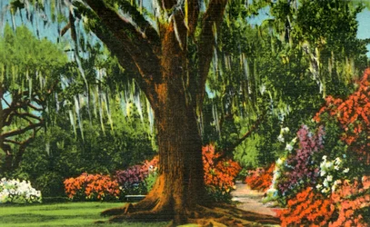Szene in den Magnolia Gardens, nahe Charleston, S.C., 1942