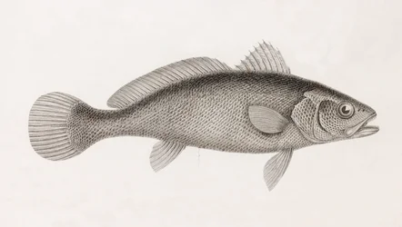 Sciene Corb, Nahaufnahme