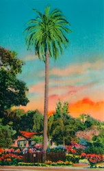 Serra Palm. Die erste Palme in Kalifornien, um 1941
