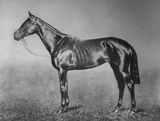 Signorinetta, 1905-1928, 1911