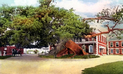 Seidenbaum, Nassau, New Providence, Bahamas, um 1900