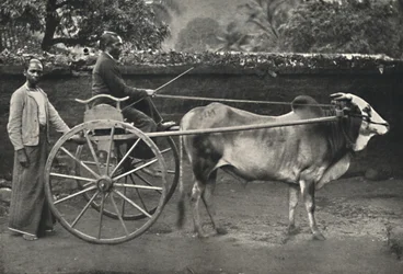 Singhalesisches Zebufuhrwerk