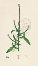 Sisymbrium officinale. Gewöhnliches Raukenkraut, 19. Jahrhundert