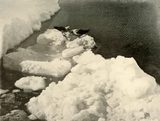 Skua-Möwen am Eisrand, ca. 1908