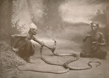 Schlangenbeschwörer mit Hamadryaden Kuy Kobras, 1900