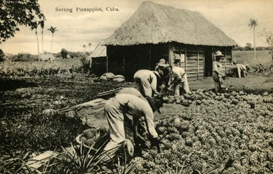 Sortieren von Ananas, Kuba, späte 19. bis frühe 20. Jahrhundert