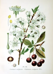 Sauerkirsche, 1893