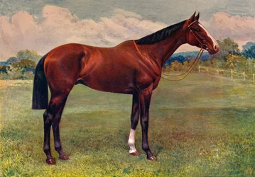 Pfefferminze, ca. 1905-1910