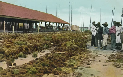 Schwamm-Markt, Nassau, Bahamas