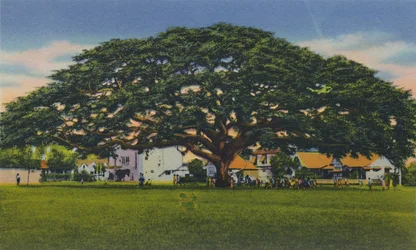 Samoanischer Baum in Trinidad, B.W.I., ca. 1940er
