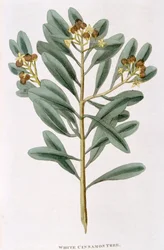 Zweig von weißem Zimt Canella alba, 1823